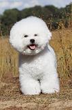 BICHON FRISE 016